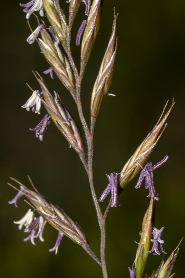 Poaceae: Festuca sp.